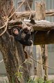 Kids_DFWzoo_3-2016 (228)